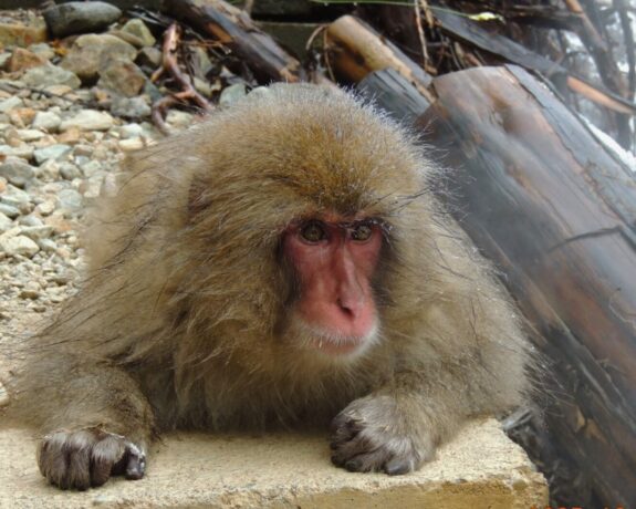 Nagano Private Tour – Snow Monkeys & Zenko-ji Highlights